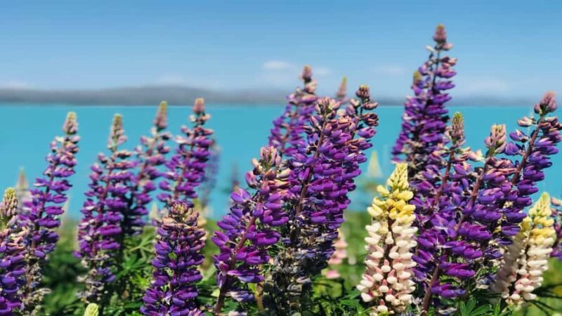 Christchurch: Mt Cook & Tekapo Small-Group Tour (incl Lunch) - Christchurch: Mt Cook & Tekapo Small-Group Tour (incl Lunch) Review
