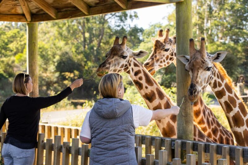 Christchurch: Orana Wildlife Park Admission - Key Points