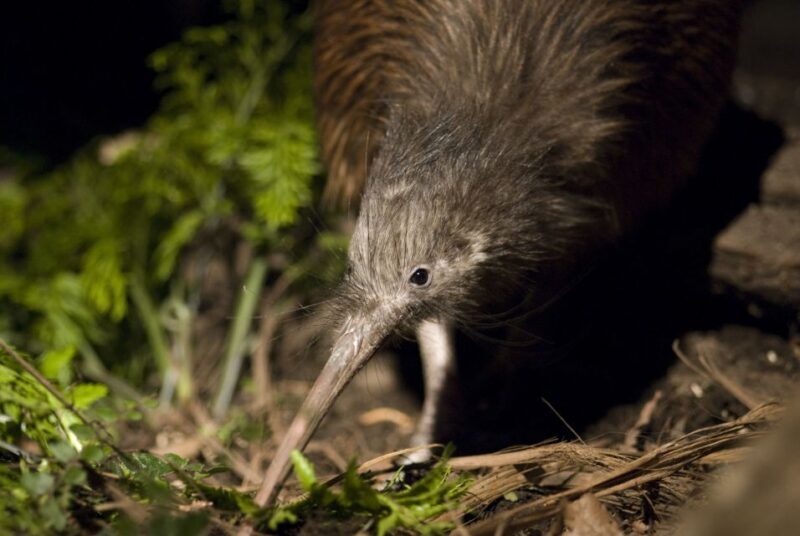 Christchurch: Orana Wildlife Park Admission - Who Should Visit?