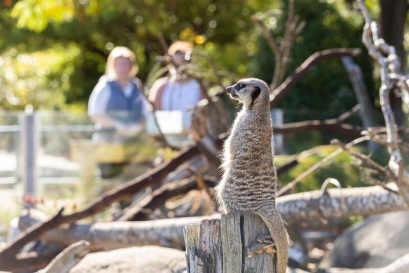 Christchurch: Orana Wildlife Park Admission - Final Thoughts