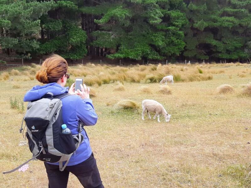 Christchurch: Packhorse Hut Guided Walk and Scenic Drive - Christchurch: Packhorse Hut Guided Walk and Scenic Drive — A Detailed Review