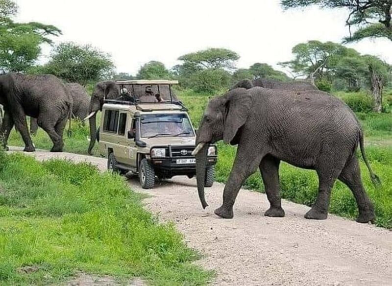 Christmas and New Year Safari with Zanzibar - Final Thoughts: Who Is This Tour Perfect For?
