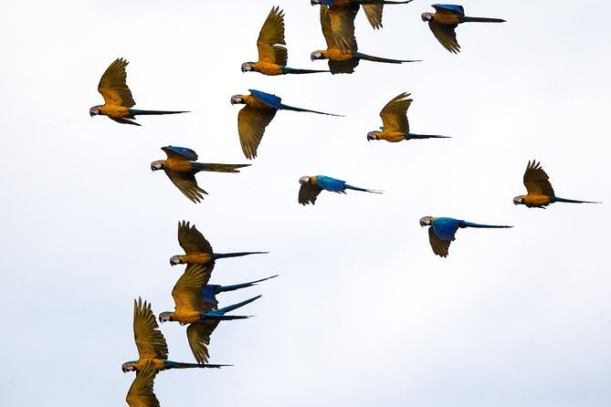 chuncho-macaw-clay-lick-full-day