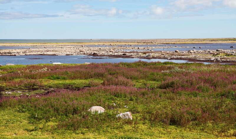 churchill-exclusive-tundra-buggy-day-trip