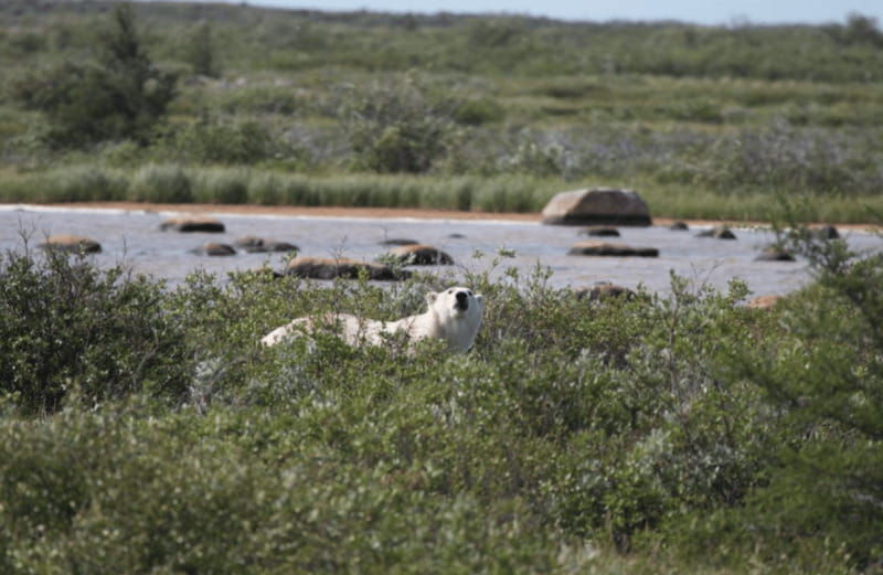 churchill-exclusive-tundra-buggy-day-trip