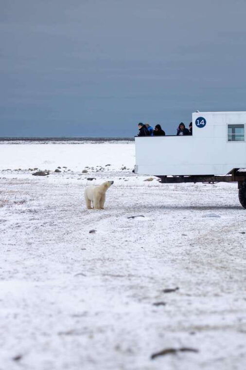 churchill-exclusive-tundra-buggy-day-trip
