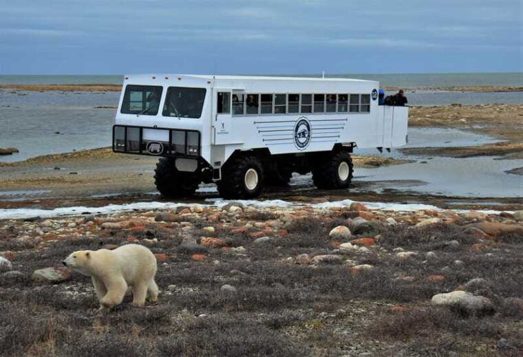 churchill-exclusive-tundra-buggy-day-trip