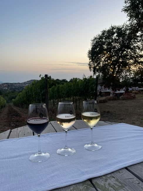 Cilento Wine: Tour & Tasting Experience - An Authentic Journey Through Cilento’s Vineyards