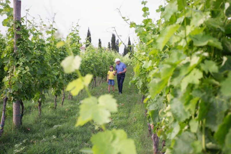 Cilento Wine: Tour & Tasting Experience - Who Will Love This Experience?