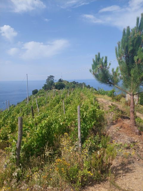 cinque-terre-from-riomaggiore-to-manarola-and-vineyards