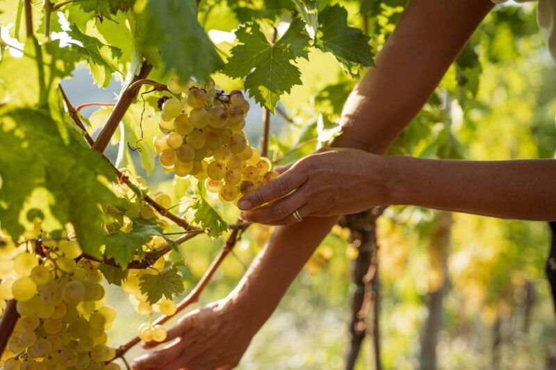 cinque-terre-tasting-in-the-cellar-with-visit-to-vineyards