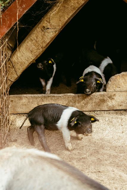 cinta-senese-experience