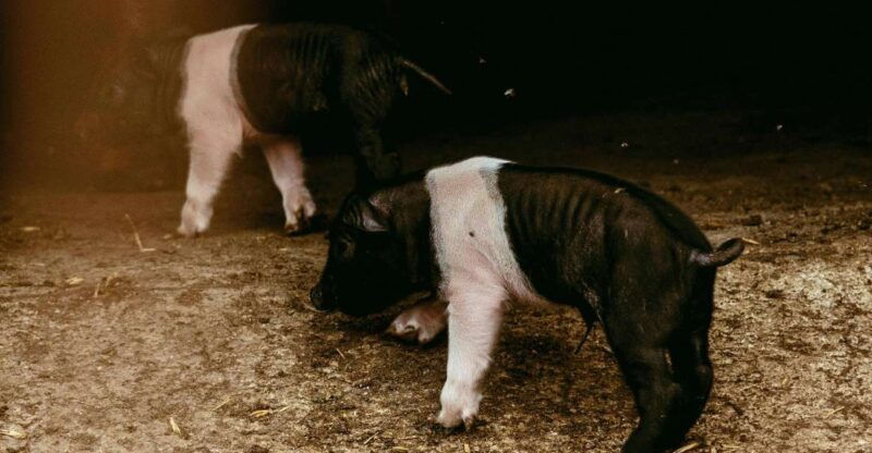 cinta-senese-experience