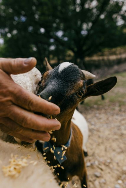 cinta-senese-experience