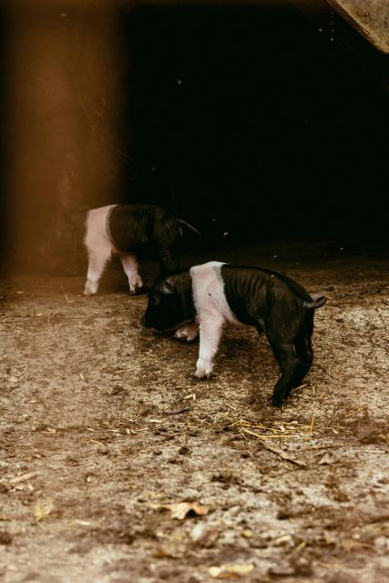 cinta-senese-experience