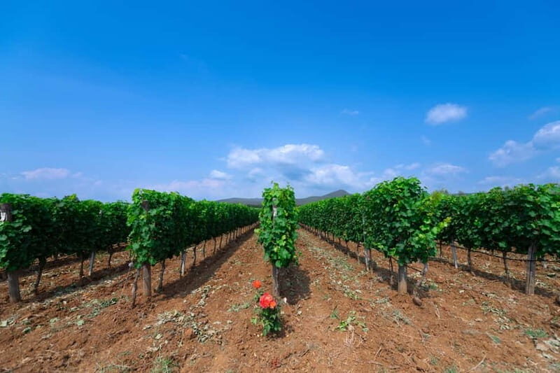 Cioccaie Tour & Monovarietal Wines Tasting - FAQ