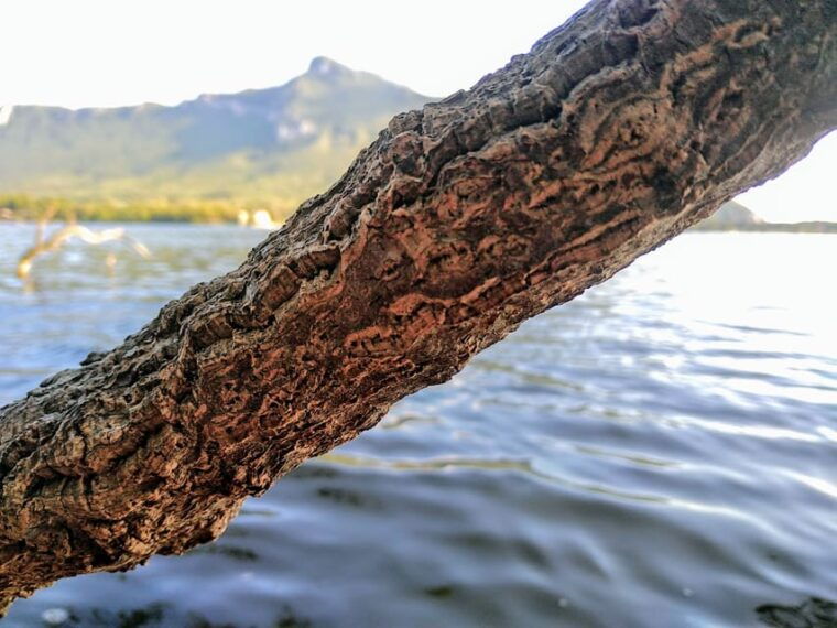 circeo-national-parkguided-kayak-tour-on-the-lake-sabaudia