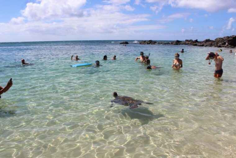 circle-island-swim-with-turtles-and-explore-paradise-oahu