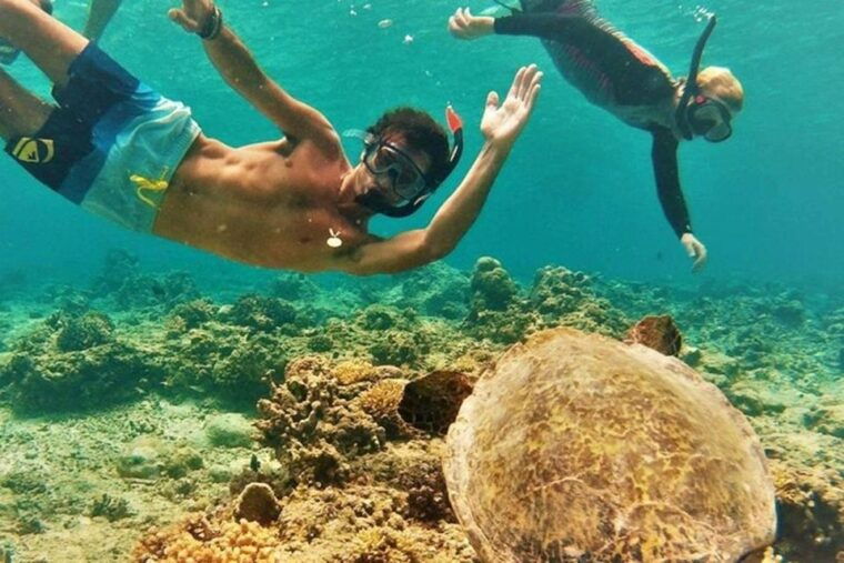 circle-island-swim-with-turtles-and-explore-paradise-oahu