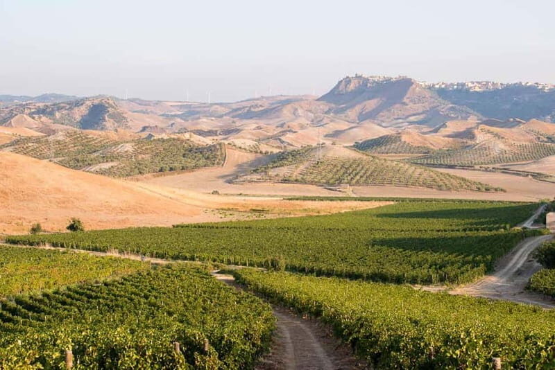 Cirò Marina: winery tour with tasting - An In-Depth Look at the Cirò Marina Winery Tour