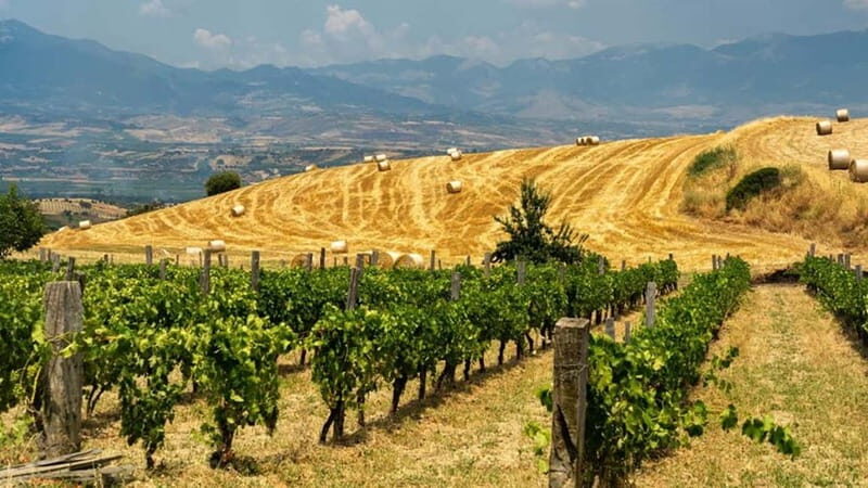 Cirò Marina: winery tour with tasting - Frequently Asked Questions
