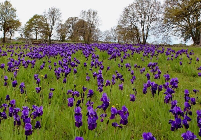 cisternino-make-a-soap-with-extra-virgin-olive-oil