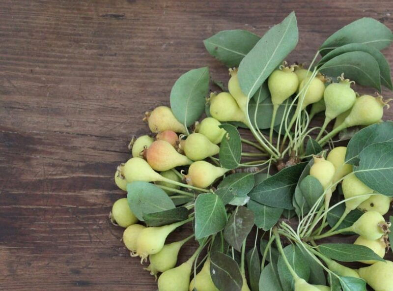 cisternino-make-a-soap-with-extra-virgin-olive-oil