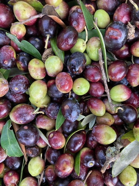 cisternino-make-a-soap-with-extra-virgin-olive-oil