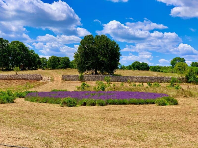 cisternino-natural-cosmetics-workshop