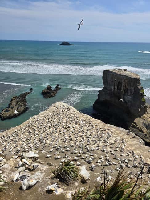 City & Coast & Country  A Relaxed Day Tour from Auckland - Authentic Experiences and Highlights