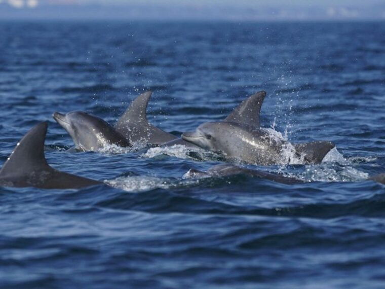 city-of-side-dolphin-island-boat-tour-with-bbq-foam-party