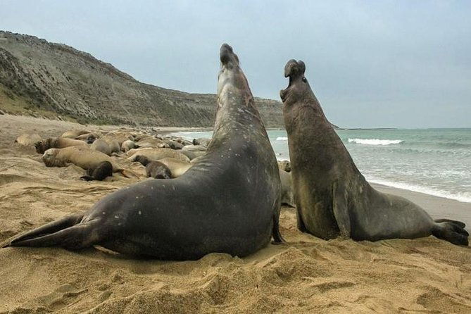 city-tour-and-sea-lions-at-punta-loma-from-puerto-madryn