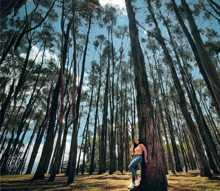 city-tour-with-visit-to-eucalyptus-forest