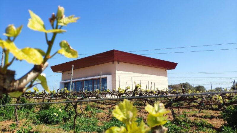 ciutadella-de-menorca-family-winery-tour-with-wine-tasting