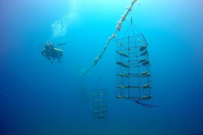 Civa Fiji Pearls Boutique Pearl Farm Tour Experience - A Closer Look at the Tour