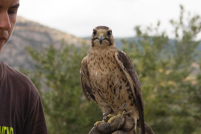 civita-experience-borgo-gole-mountain-and-raptors-of-pollino