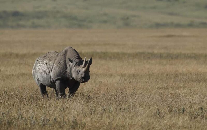 Classic 2-Day Lake Manyara and Ngorongoro Crater Safari - What Makes This Tour Stand Out?