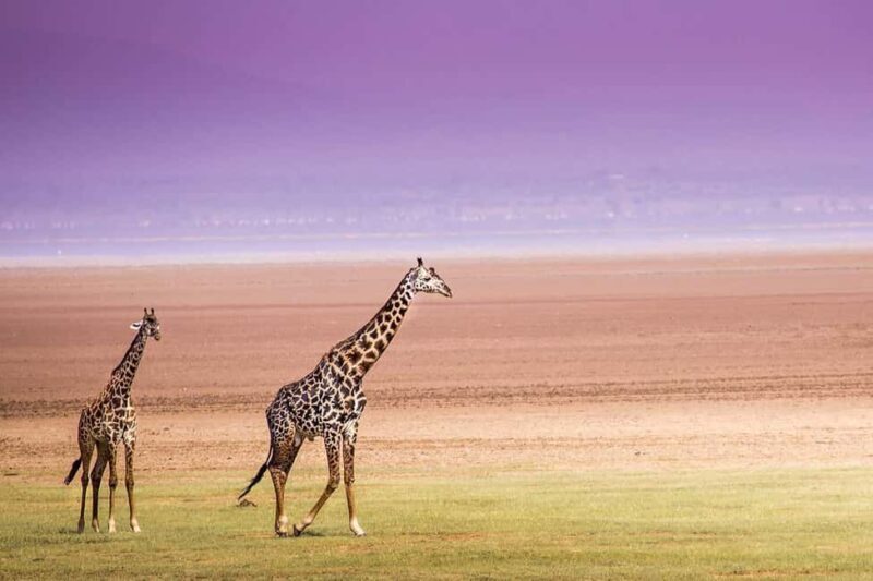 Classic 2-Day Lake Manyara and Ngorongoro Crater Safari - Final Thoughts: Is It Worth It?