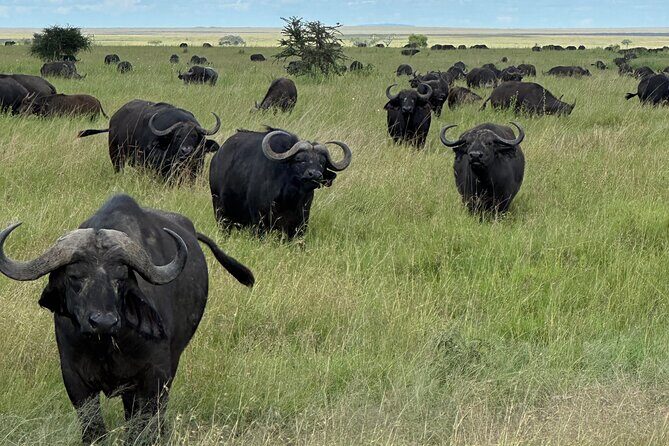 Classic 4-Day Tanzania Safari: Tarangire, Serengeti & Ngorongoro - What the Tour Includes and What to Keep in Mind