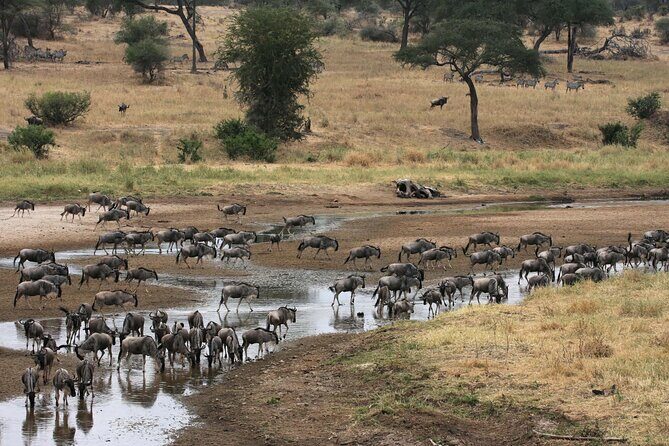 Classic 4-Day Tanzania Safari: Tarangire, Serengeti & Ngorongoro - FAQ: Your Questions Answered
