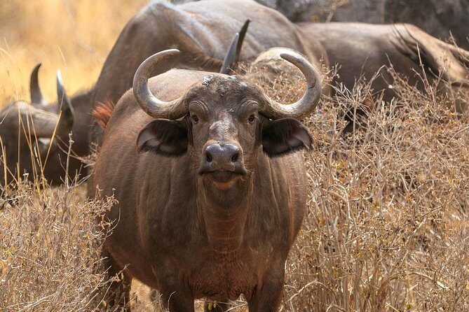 Classic Amboseli Day Trip - FAQ about the Classic Amboseli Day Trip