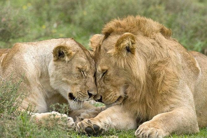 Classic Best Adventure In Kenya And Tanzania 2025 - Key Points