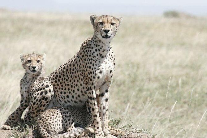 Classic Best Adventure In Kenya And Tanzania 2025 - An In-Depth Exploration of the 12-Day Safari Experience