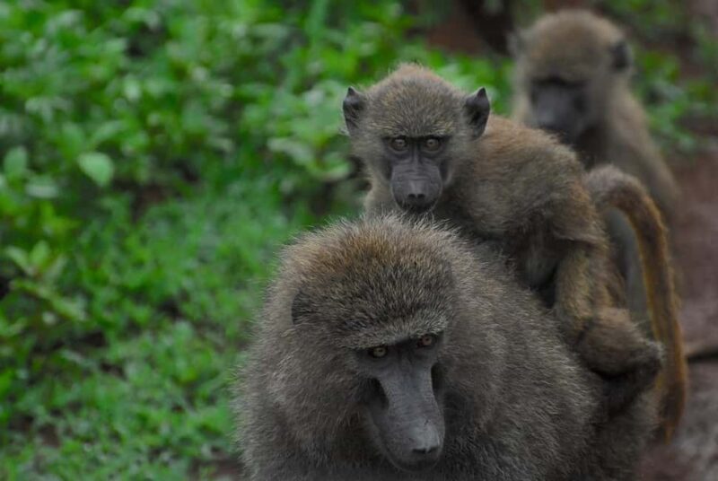 Classic Day Trip Safari: Selous game reserve from Zanzibar - FAQs