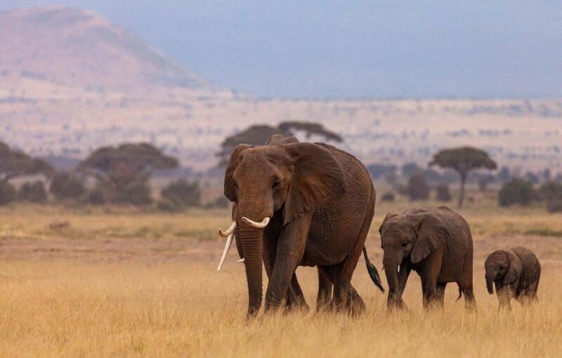 Classic Day trip: Train Transfer To Mikumi National Park - Key Points