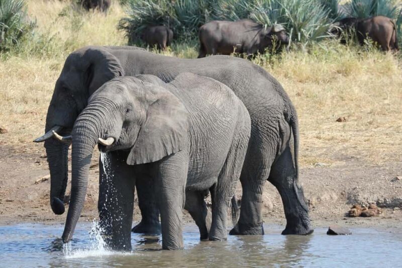 Classic Day trip: Train Transfer To Mikumi National Park - Who Should Consider This Tour?