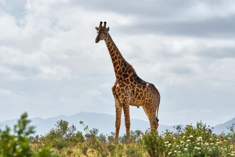 Classic Day trip: Train Transfer To Mikumi National Park - FAQs