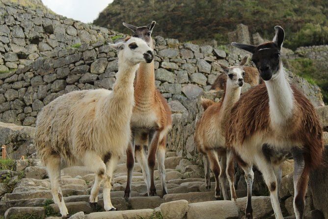 classic-inca-trail-to-machu-picchu-4d-3n