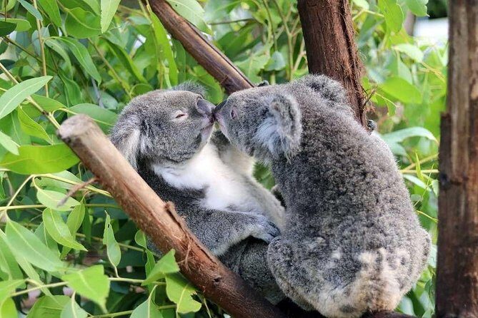 Classic Kuranda by Skyrail and Scenic Railway, Rainforestation & lunch. CKB - Key Points