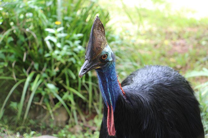 Classic Kuranda by Skyrail and Scenic Railway, Rainforestation & lunch. CKB - The Sum Up